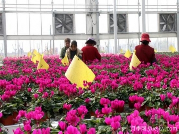 扬州高邮：每天发货30万株，花工厂绽放乡村振兴致富花
