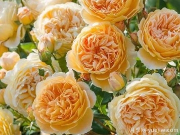 大花香水月季的养护方法，分享10种花香飘满屋