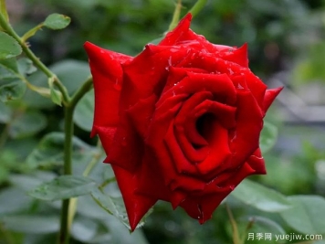 2023年情人节十大玫瑰品种销量榜，卡罗拉位居首位