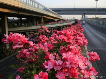 30万株新品种，杭州高架月季会带来什么样的惊喜？