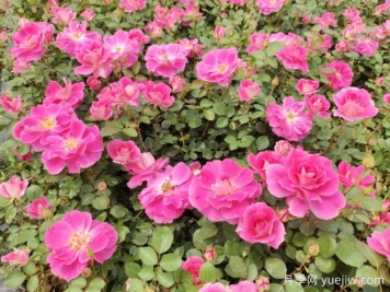 仙境盆栽月季杯苗粉色丰花，绿化工程批发