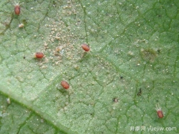 月季常见病虫害之红蜘蛛的习性和防治措施