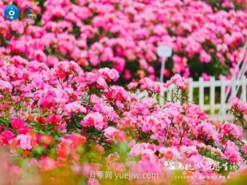 2024年第二届杭州市月季花展举办，赏500万株月季