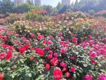 郑州月季公园40万株月季竞相绽放，感受花漾生活