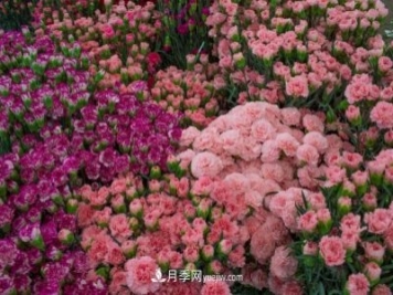 中国6大花市，全国花卉批发市场介绍