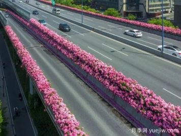 杭州高架月季初开，2024年又到走花路时间