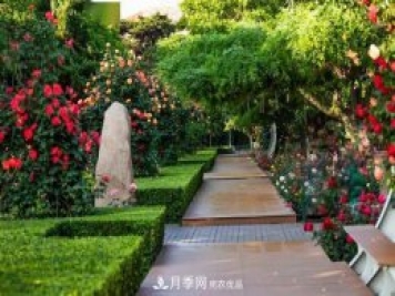 秦皇岛适合养月季花，市花和市树是什么